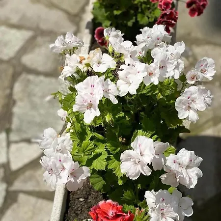 Riz Финале Лигуре