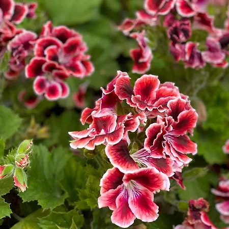 Riz Финале Лигуре